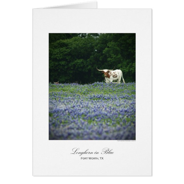 Longhorn i blått hälsningskort (Framsidan)