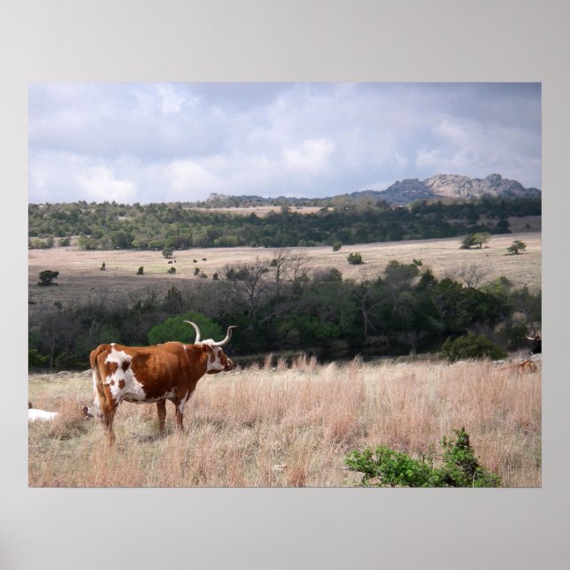 Longhorn i Wichita Mountains Wildlife Refuge Poster (Framsidan)