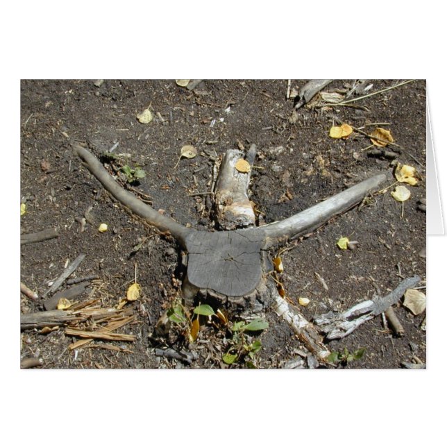 Longhorn Illusion Card Hälsningskort (Framsidan Horizontal)