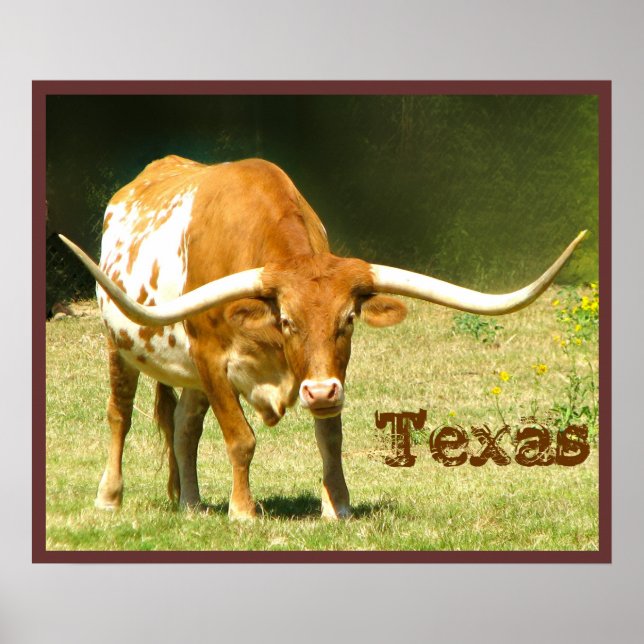 Longhorn-nötkreatur Texas-affisch Poster (Framsidan)