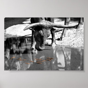 Longhorn och Goldfish Poster