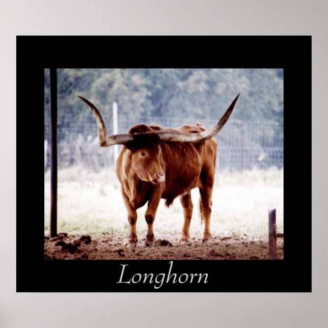 Longhorn Poster (Framsidan)