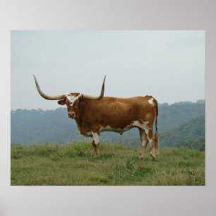 Longhorn Steer i Ozarks- välj storlek & canvas Poster