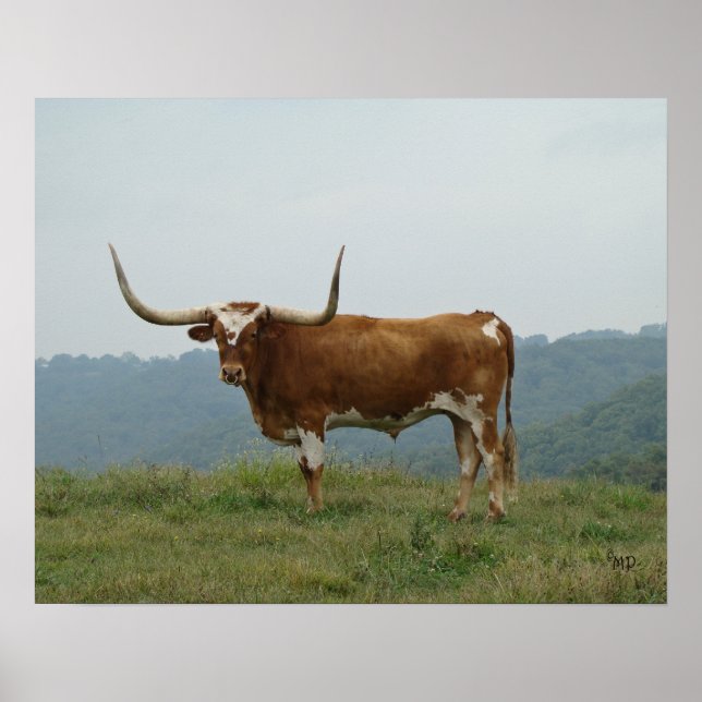 Longhorn Steer i Ozarks- välj storlek & canvas Poster (Framsidan)