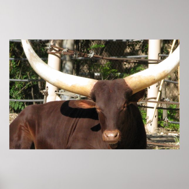 Longhorn Steer Poster (Framsidan)