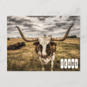 Longhorn Texas vycard Vykort