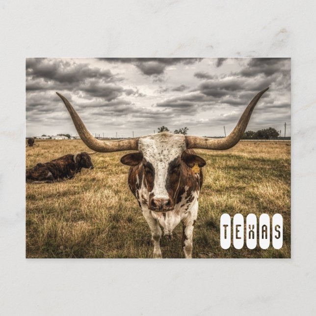 Longhorn Texas vykort (Framsida)