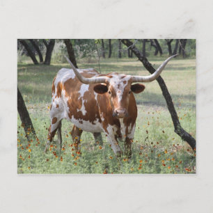 Longhorn Vykort