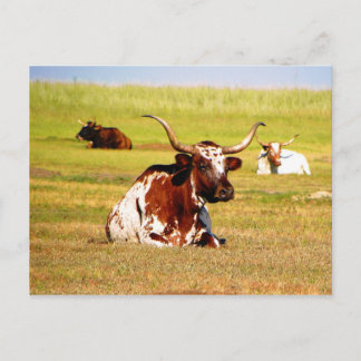 Longhorn Vykort