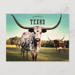 Longhornnötkreatur i Atlanta Texas Vykort