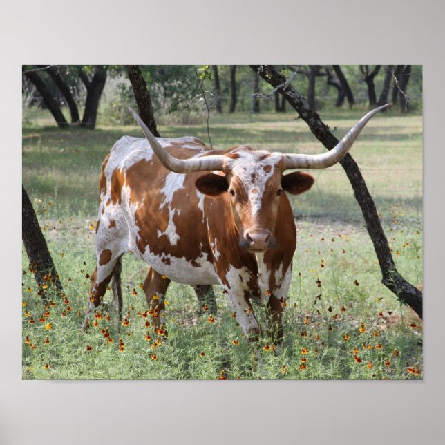 Longhorns Poster (Framsidan)