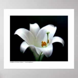 Longiflorum för Lilium för påsklilja Poster