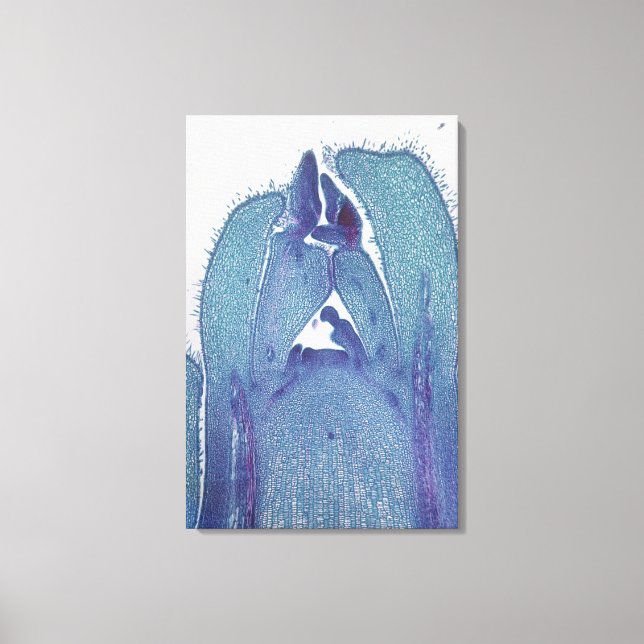 Longitudinal sektion av en apelstjälkspets (Acer) Canvastryck (Framsida)