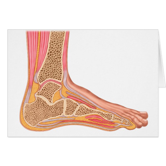 Longitudinala sektionen av humant fot hälsningskort (Framsidan Horizontal)