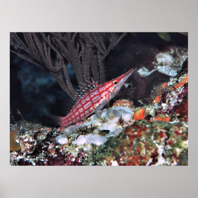 Longnos Hawkfish Poster (Framsidan)