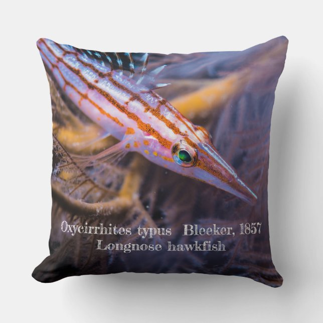 Longnoshaj Kudde (Framsida)