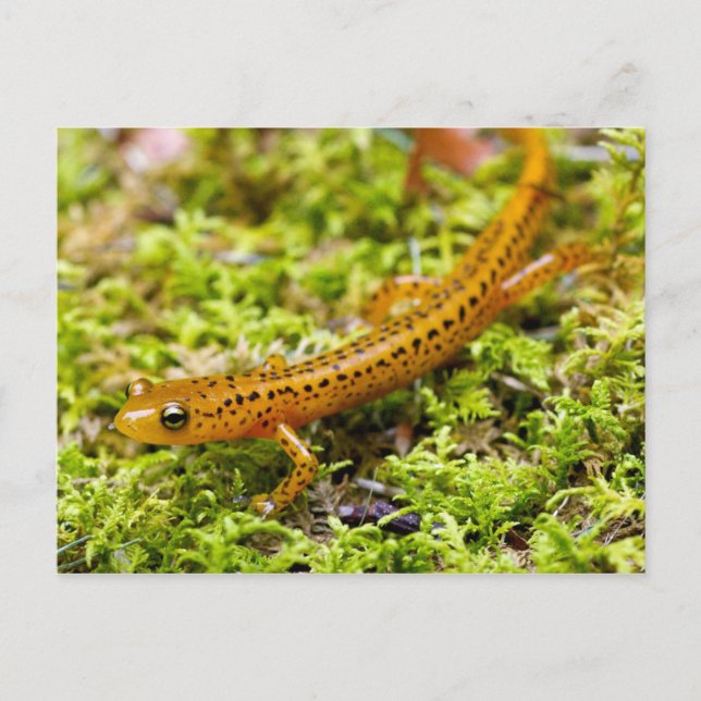 Longtail salamander vykort (Framsida)