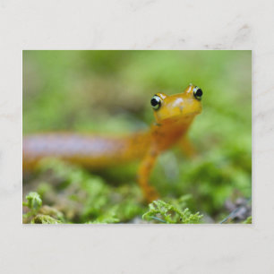 Longtail Salamander Vykort