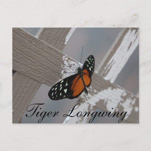 Longwing # 1 vykort (Framsida)