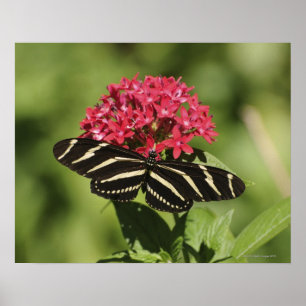 Longwing fjäril för sebra, Heliconius Poster