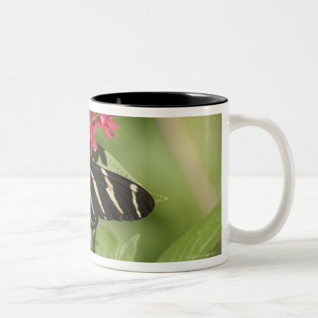 Longwing fjäril för sebra, Heliconius Två-Tonad Mugg (Höger)