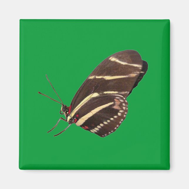 Longwing Zebra Butterfly Magnet (Framsidan)