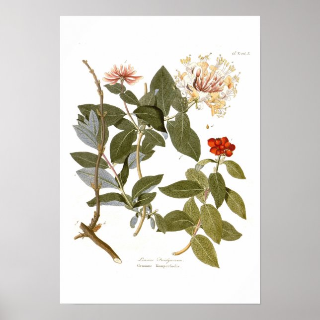 Lonicera periclymenum (honeysuckle) poster (Framsidan)