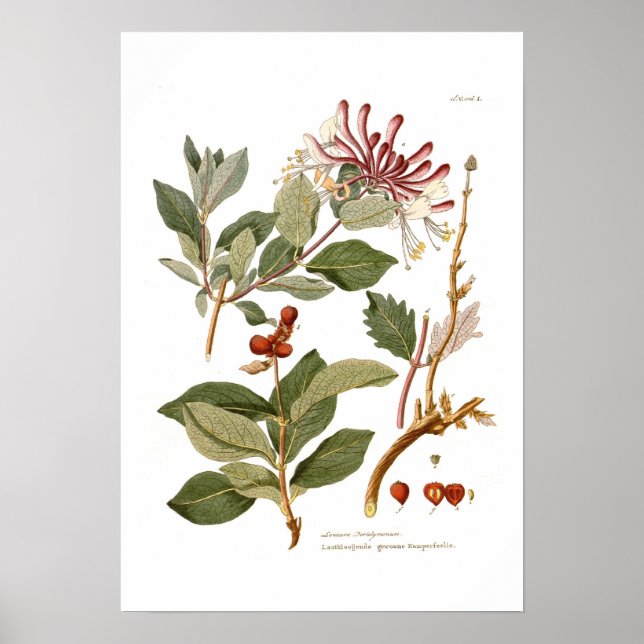 Lonicera periclymenum (honeysuckle) poster (Framsidan)