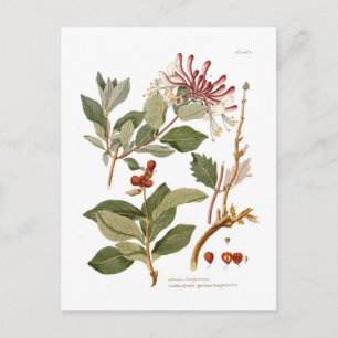 Lonicera periclymenum (honeysuckle) vykort