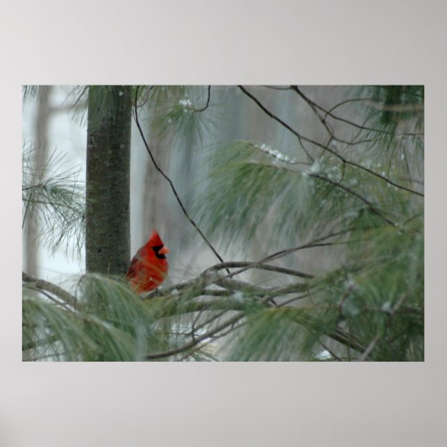 Lonley Cardinal Poster (Framsidan)