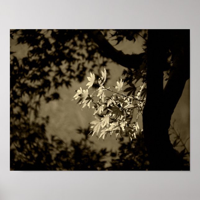 Lönn i sepia poster (Framsidan)
