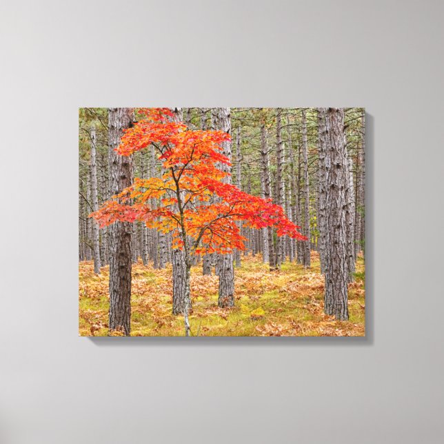 Lönn med höstfärger canvastryck (Framsida)