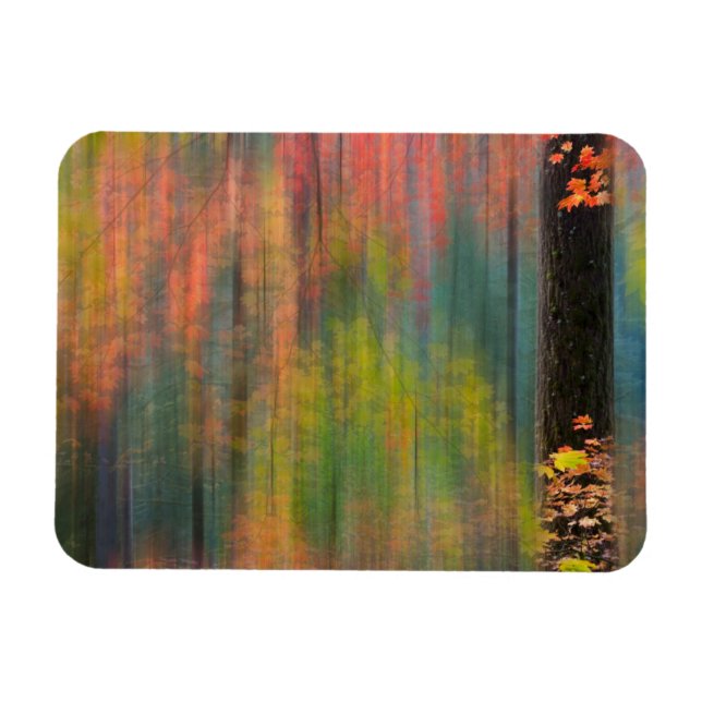 Lönn | Silver Falls State Park Magnet (Horisontell)