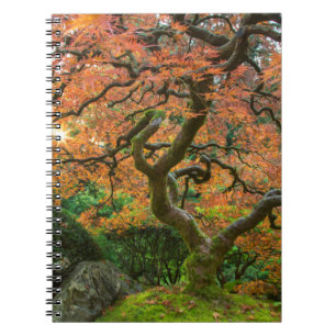 Lönn vid japanska trädgården på hösten anteckningsbok med spiral