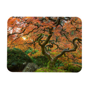 Lönn vid japanska trädgården på hösten magnet