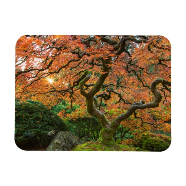 Lönn vid japanska trädgården på hösten magnet (Horisontell)