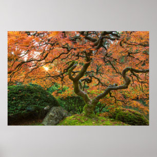 Lönn vid japanska trädgården på hösten poster