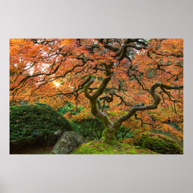 Lönn vid japanska trädgården på hösten poster (Framsidan)