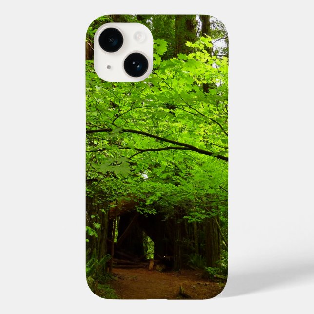 Lönnar i Redwood-skogen (Baksida)
