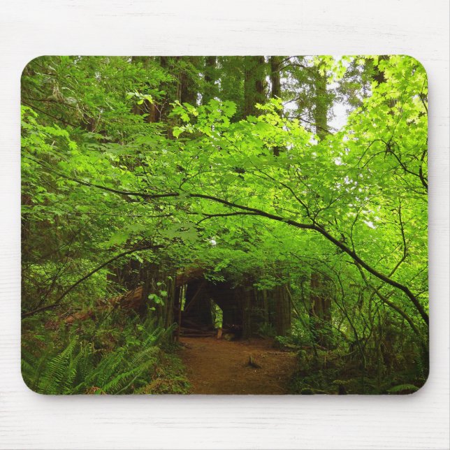 Lönnar i Redwood-skogen Musmatta (Framsidan)