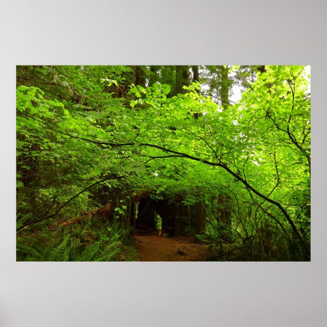 Lönnar i Redwood-skogen Poster (Framsidan)