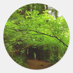 Lönnar i Redwood-skogen Runt Klistermärke