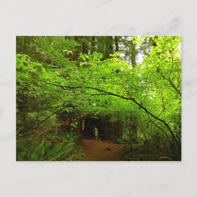 Lönnar i Redwood-skogen Vykort (Framsida)