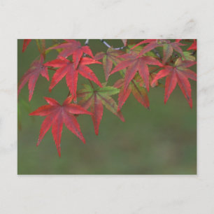 Lönnblad, Katsura, Kyoto, Japan Vykort