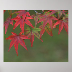 Lönnlöv, Katsura, Kyoto, Japan Poster