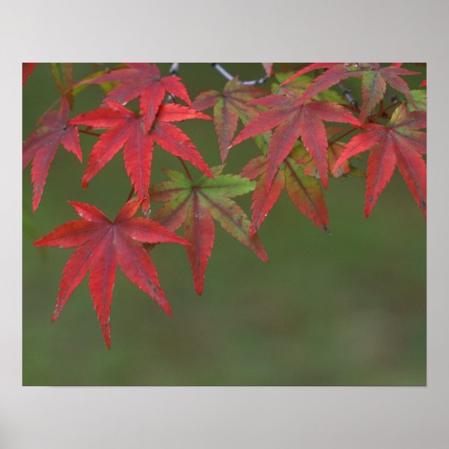 Lönnlöv, Katsura, Kyoto, Japan Poster (Framsidan)