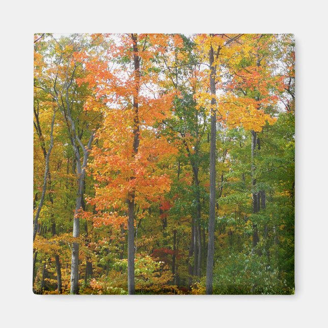 Lönnträd Höst Naturfotografering Magnet (Framsidan)