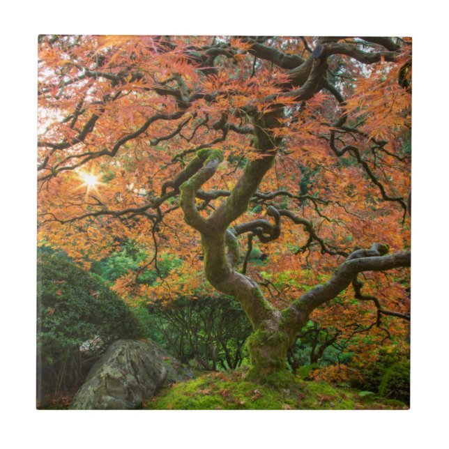 Lönnträdet i de japanska trädgårdarna på hösten kakelplatta (Framsidan)