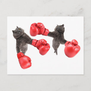 Lönsam boxning av katter vykort