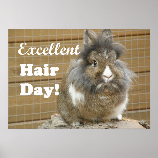 Lönsam "Excellent Hair Day" för kanin Poster (Framsidan)